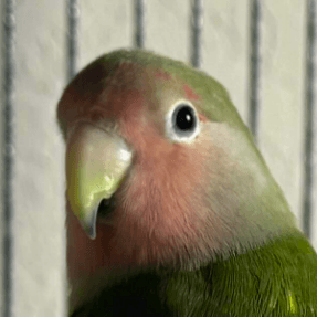 Aoki