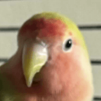 Aola
