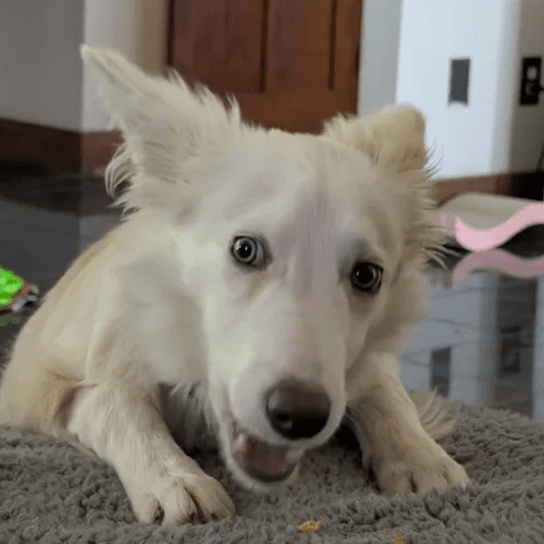 Lumi