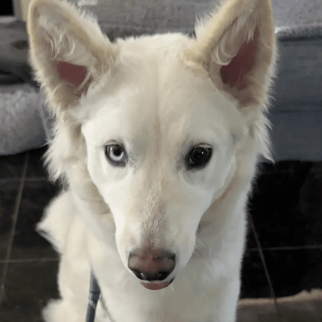 Eira