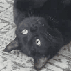 Sable
