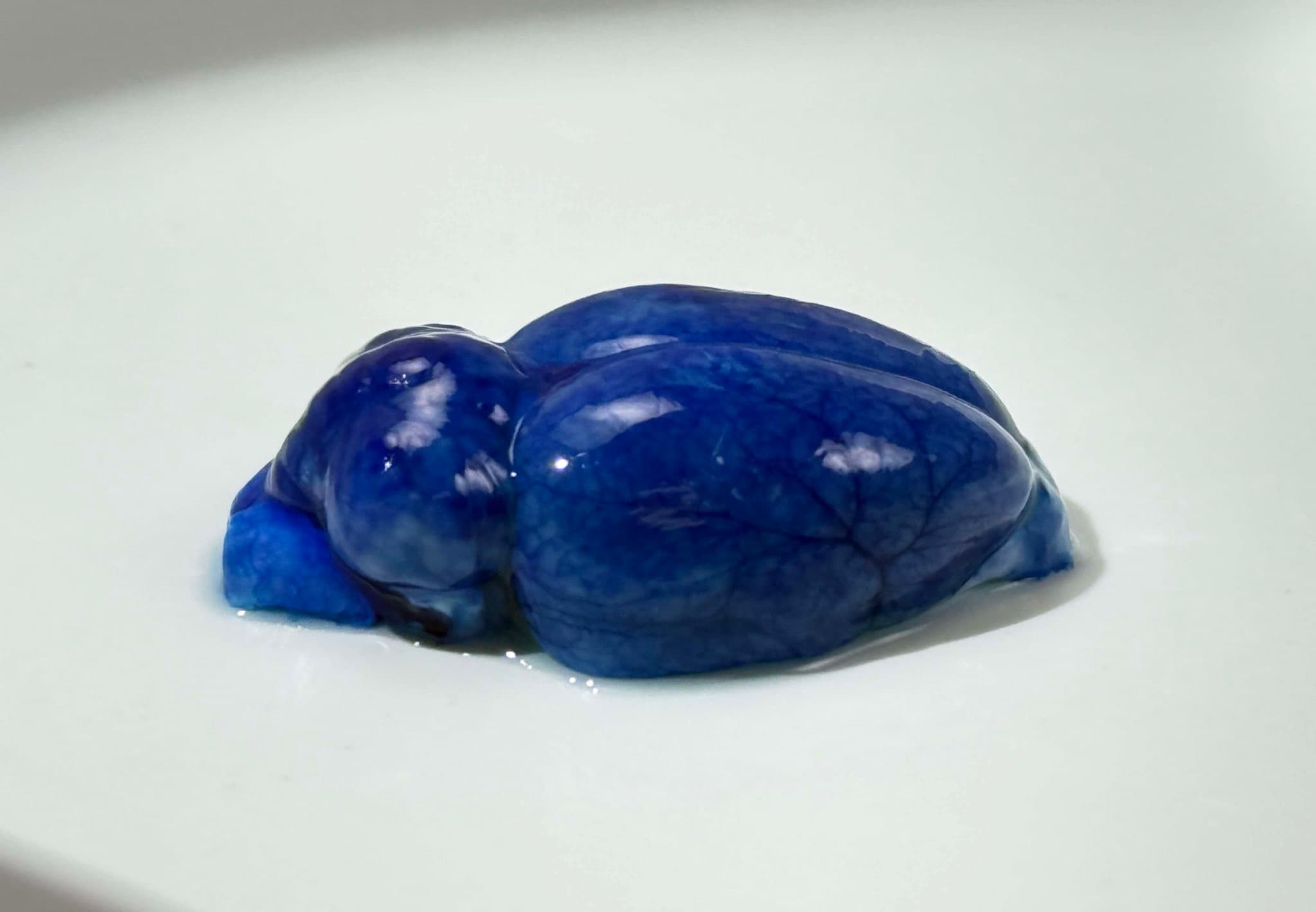 Vitrified rodent brain specimen on a laboratory tray.